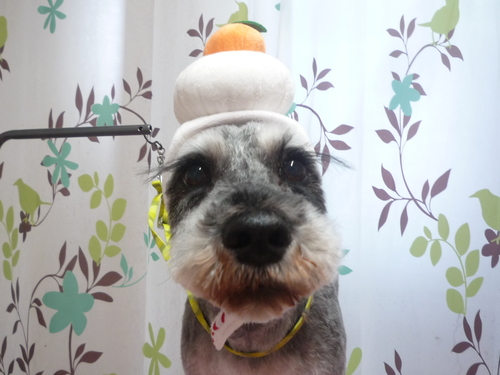 http://pet.e6.valueserver.jp/blog/P1120033.jpg