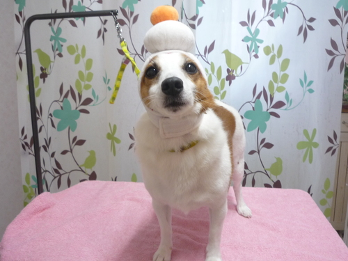http://pet.e6.valueserver.jp/blog/P1120034.jpg