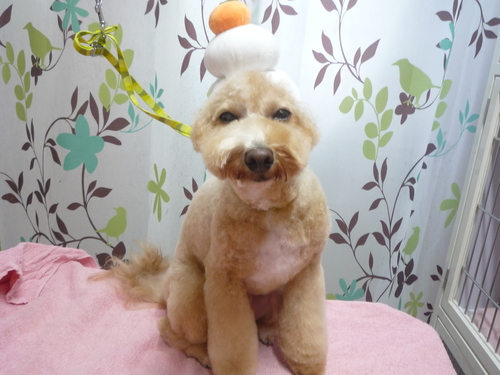 http://pet.e6.valueserver.jp/blog/P1120036.jpg