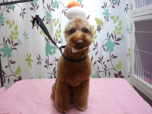 http://pet.e6.valueserver.jp/blog/P1120041.jpg