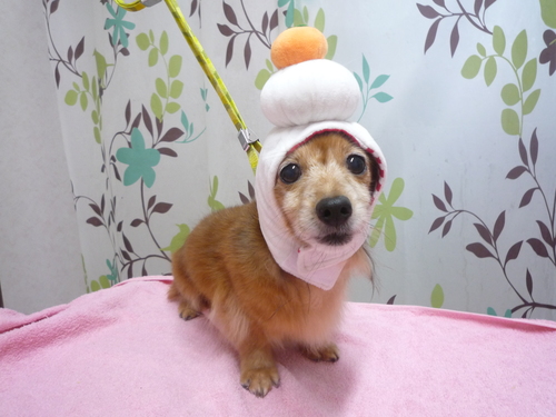 http://pet.e6.valueserver.jp/blog/P1120044.jpg