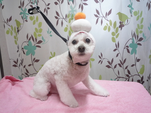 http://pet.e6.valueserver.jp/blog/P1120054.jpg