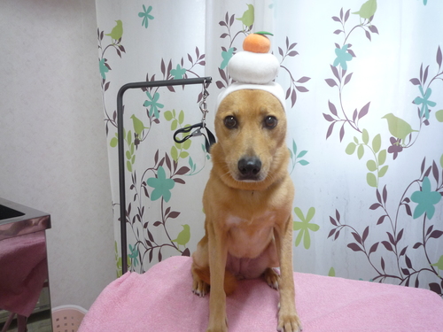 http://pet.e6.valueserver.jp/blog/P1120084.jpg