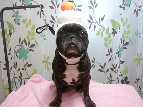 http://pet.e6.valueserver.jp/blog/P1120142.jpg
