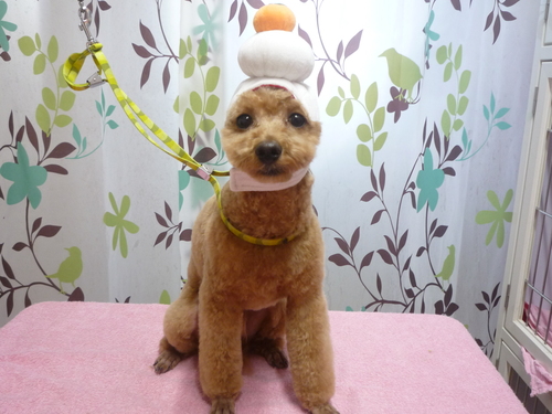 http://pet.e6.valueserver.jp/blog/P1120152.jpg