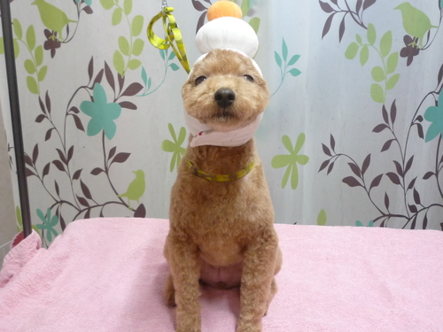 http://pet.e6.valueserver.jp/blog/P1120170.jpg