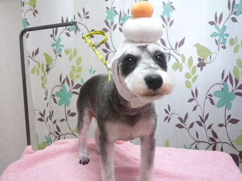 http://pet.e6.valueserver.jp/blog/P1120188.jpg