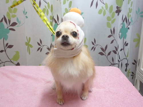 http://pet.e6.valueserver.jp/blog/P1120193.jpg