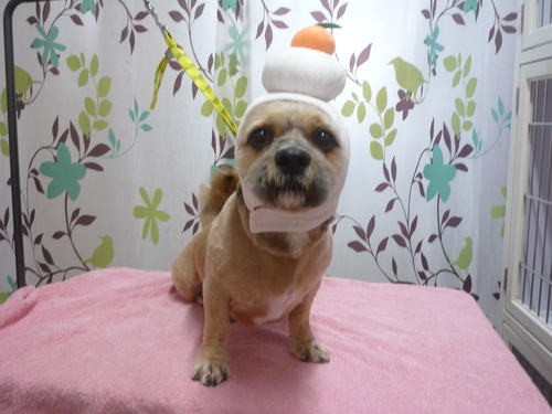 http://pet.e6.valueserver.jp/blog/P1120199.jpg