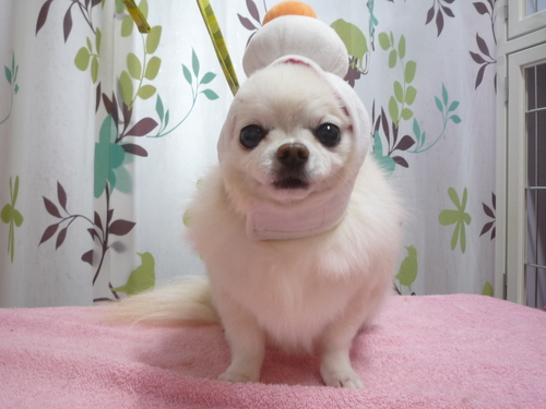 http://pet.e6.valueserver.jp/blog/P1120206.jpg