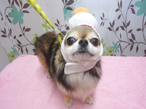 http://pet.e6.valueserver.jp/blog/P1120210.jpg