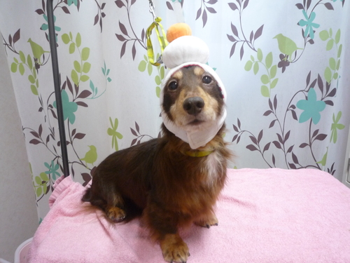 http://pet.e6.valueserver.jp/blog/P1120241.jpg