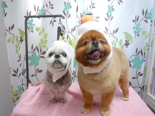 http://pet.e6.valueserver.jp/blog/P1120245.jpg