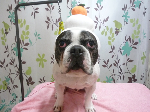 http://pet.e6.valueserver.jp/blog/P1120255.jpg