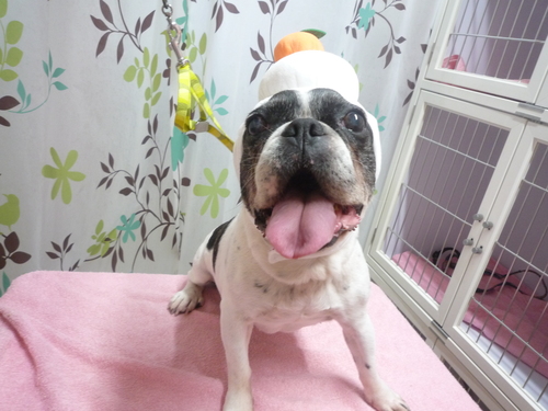 http://pet.e6.valueserver.jp/blog/P1120259.jpg