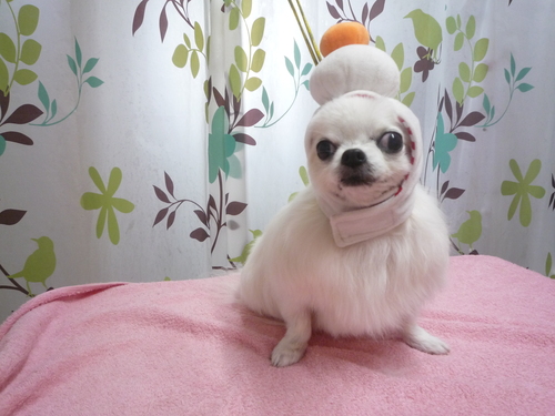 http://pet.e6.valueserver.jp/blog/P1120272.jpg