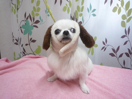 http://pet.e6.valueserver.jp/blog/P1120275.jpg