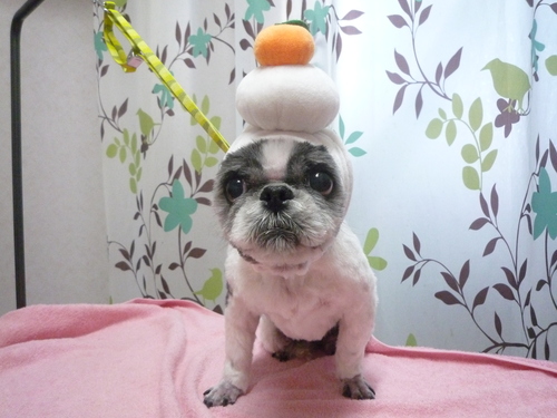 http://pet.e6.valueserver.jp/blog/P1120283.jpg