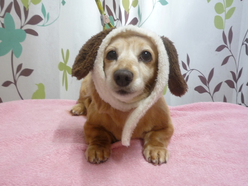http://pet.e6.valueserver.jp/blog/P1120313.jpg