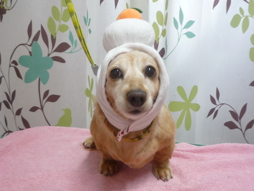 http://pet.e6.valueserver.jp/blog/P1120314.jpg