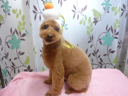 http://pet.e6.valueserver.jp/blog/P1120369.jpg