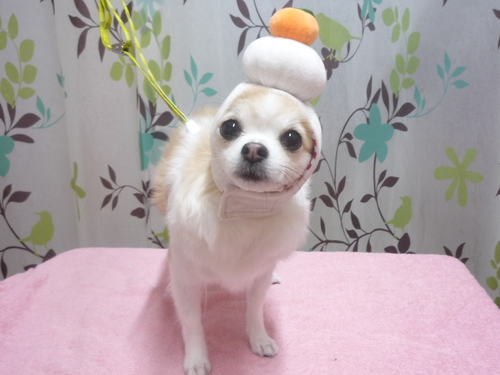 http://pet.e6.valueserver.jp/blog/P1120370.jpg