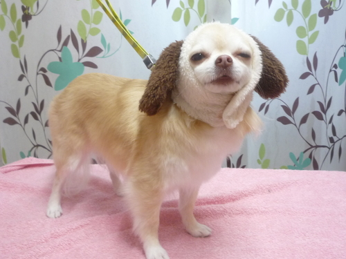 http://pet.e6.valueserver.jp/blog/P1120371.jpg