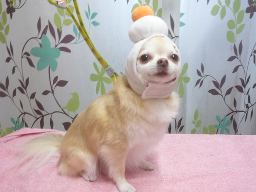 http://pet.e6.valueserver.jp/blog/P1120372.jpg