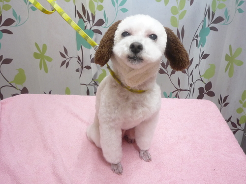 http://pet.e6.valueserver.jp/blog/P1120376.jpg