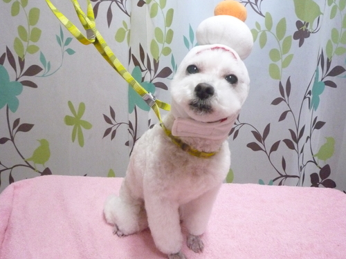 http://pet.e6.valueserver.jp/blog/P1120377.jpg