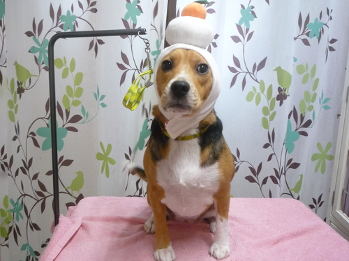http://pet.e6.valueserver.jp/blog/P1120378.jpg
