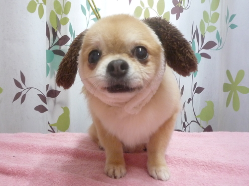 http://pet.e6.valueserver.jp/blog/P1120383.jpg