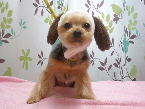 http://pet.e6.valueserver.jp/blog/P1120394.jpg