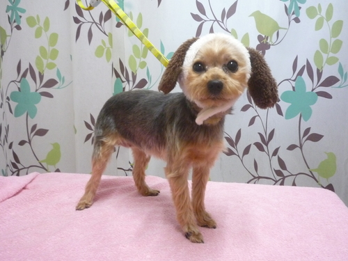 http://pet.e6.valueserver.jp/blog/P1120400.jpg