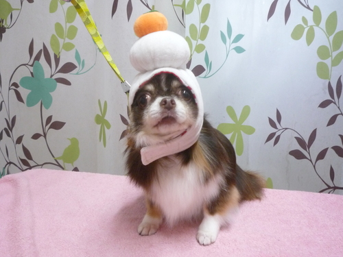 http://pet.e6.valueserver.jp/blog/P1120405.jpg
