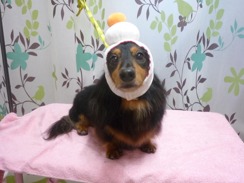 http://pet.e6.valueserver.jp/blog/P1120413.jpg