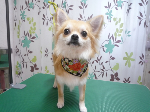 http://pet.e6.valueserver.jp/blog/P1120423.jpg