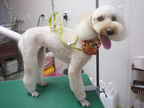 http://pet.e6.valueserver.jp/blog/P1120430.jpg