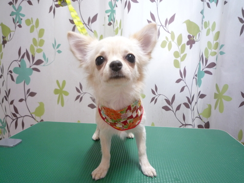 http://pet.e6.valueserver.jp/blog/P1120435.jpg