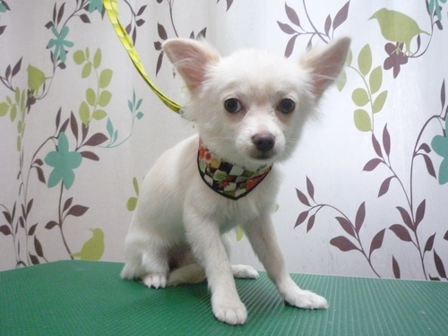 http://pet.e6.valueserver.jp/blog/P1120442.jpg