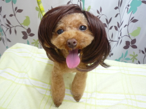 http://pet.e6.valueserver.jp/blog/P1120611.jpg