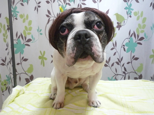 http://pet.e6.valueserver.jp/blog/P1120694.jpg