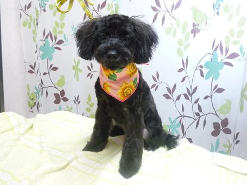 http://pet.e6.valueserver.jp/blog/P1130120.jpg