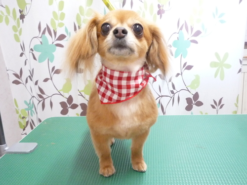 http://pet.e6.valueserver.jp/blog/P1130160.jpg