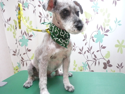 http://pet.e6.valueserver.jp/blog/P1130169.jpg