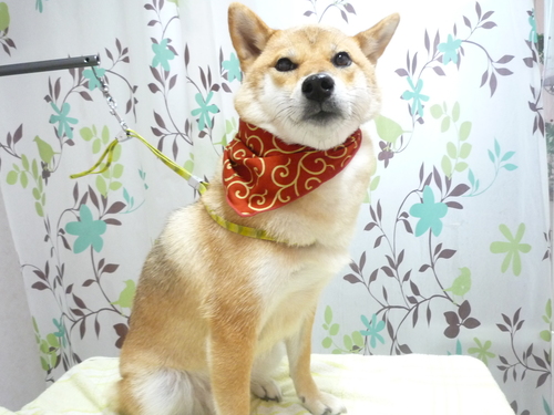 http://pet.e6.valueserver.jp/blog/P1130191.jpg