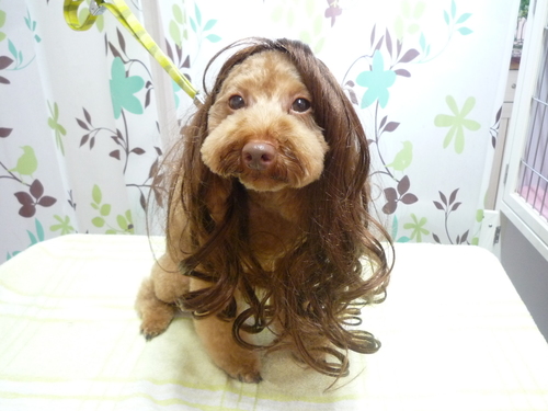 http://pet.e6.valueserver.jp/blog/P1130377.jpg