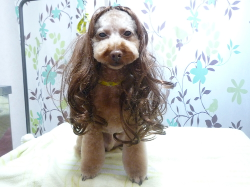 http://pet.e6.valueserver.jp/blog/P1130388.jpg