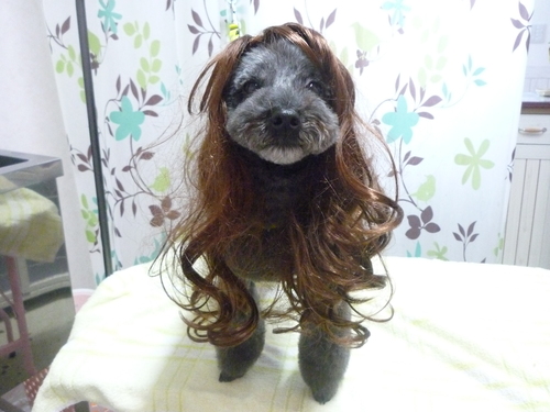 http://pet.e6.valueserver.jp/blog/P1130392.jpg