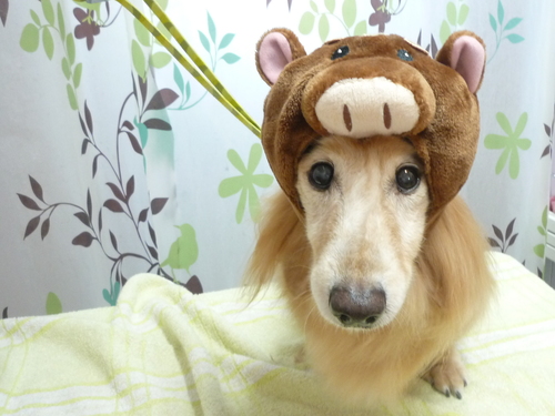 http://pet.e6.valueserver.jp/blog/P1130456.jpg